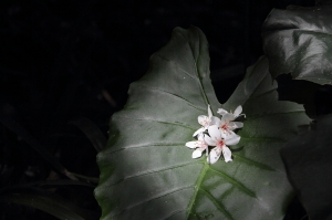 土城大尖山登山步道 x 桐花