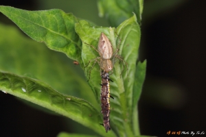 樺斑蝶(金斑蝶)新增圖