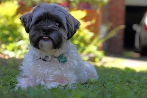 墨爾本煙火的一天