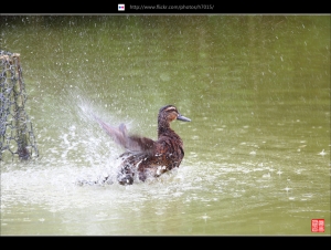 家庭日 桃園八德埤生態公園遛小孩