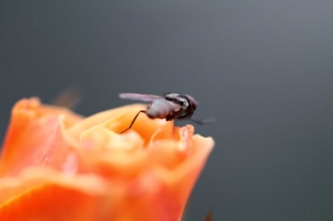 新百微拍貪吃的蒼蠅~