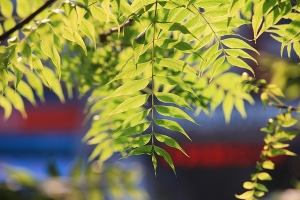 雜七雜八隨拍再湊一帖