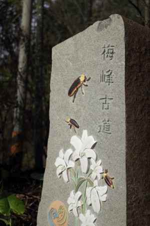 梅峰古道，沒爬完!!