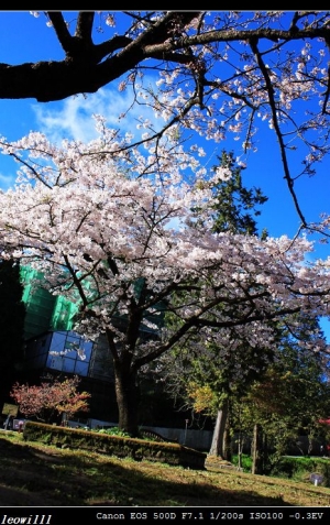 320阿里山拍植物