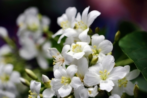 沒有桐花的桐花季