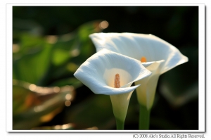 ++  Calla lily  ++