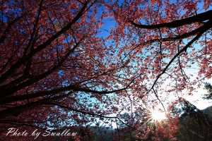 武陵農場.紅粉佳人-阿生