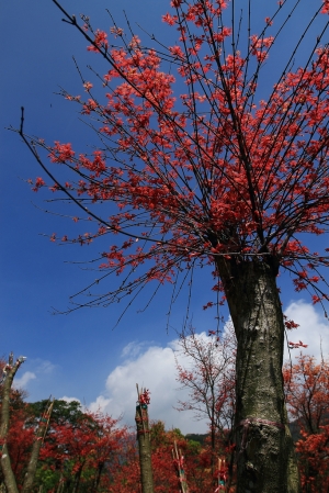 台北奧萬大出猩猩