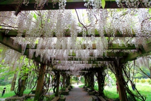 武陵農場 — 白藤花、桃山瀑布