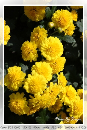 士林官邸菊展 印像花博 - 共香‧盛菊