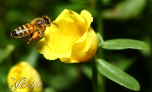 生態隨拍-小蜜蜂飛行版