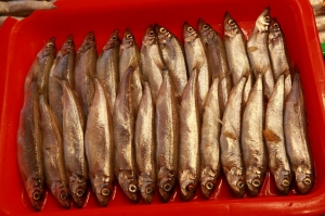 [5D III] 竹圍漁港_這叫啥？-2 _by jyp.