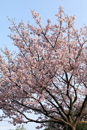 100312天元宮賞櫻