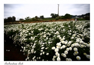 銅鑼杭菊+新社花海~