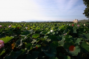 白河蓮花開~~