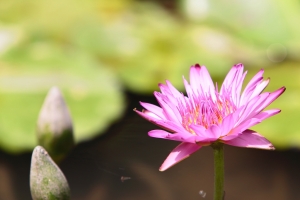 畢業前的綠世界 遊拍