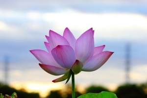 荷花 順光與逆光