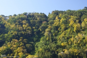 新中橫塔塔加-楓之饗宴-序章