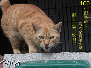 預祝各位新年快樂！（是寵物所以就歸這邊啦！！）