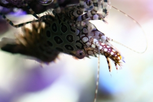 一種叫假綿羊的蝦子(圖多)