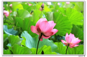 早起鳥兒有荷吃