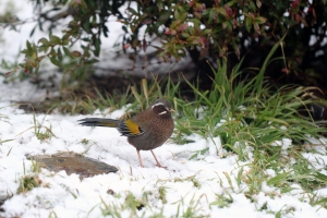 武陵之旅─雜記