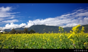 油菜花田園之旅
