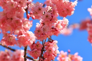 合歡【雪】‧武陵【櫻】