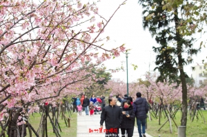 2012_02_19 新竹麗池櫻花