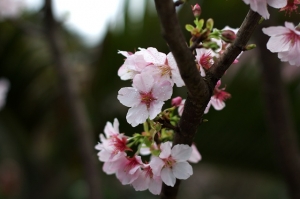 淡水櫻花人多....轉戰漁人碼頭(HDR嘗試)！