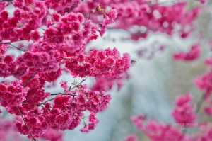 蕙蓀林場賞櫻花~~~