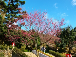 陽明山賞花去