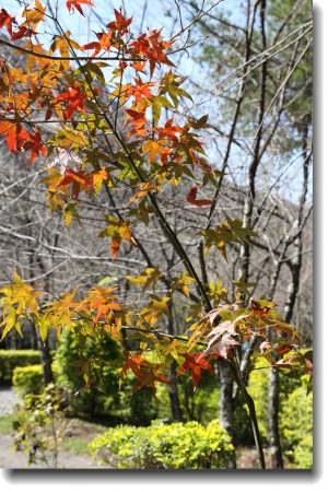 奧萬大國家森林遊樂區