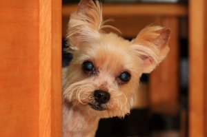 (chujy) 皮皮出動