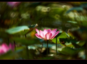 荷花 · 常年是夏马来西亚之荷