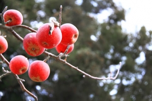 20101211福壽山農場