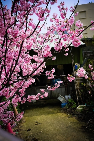 [GF1] 櫻花，桃園