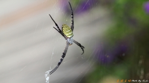 喝過洋墨水的長圓金蛛