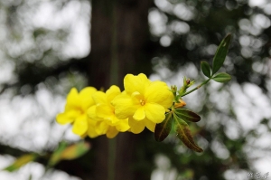 2011/03/19 南投~桃花源(二) ^ ^
