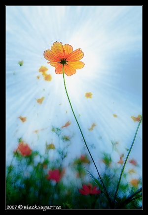 拍照拍到花蜂！