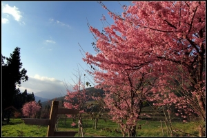 戀戀超美的武陵櫻花