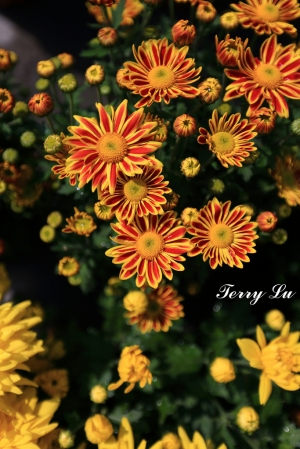 花花世界