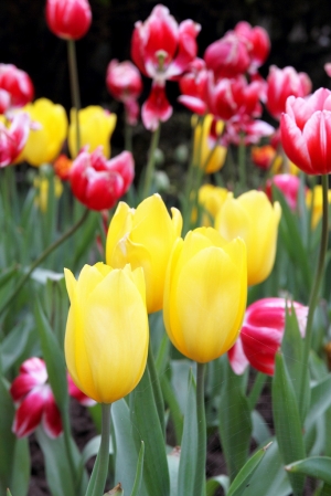 桃源仙谷 賞楓、賞梅、賞鬱金香