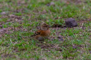 龜山島拍鳥-花雀