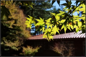 福壽山楓葉