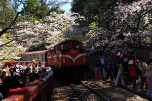 阿里山〜櫻花鐵道