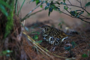 松盧人太多 改打鳥~虎鶇
