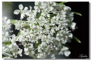 [Focus stacking] part11