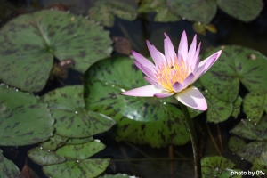 2011-05-10 NCU。五月蓮