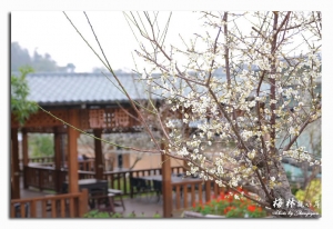 人人賞櫻我賞梅~梅林親水岸